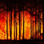 ブラジルの森林火災について